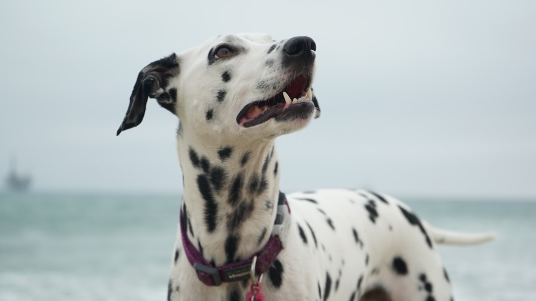 Photo Flea collar