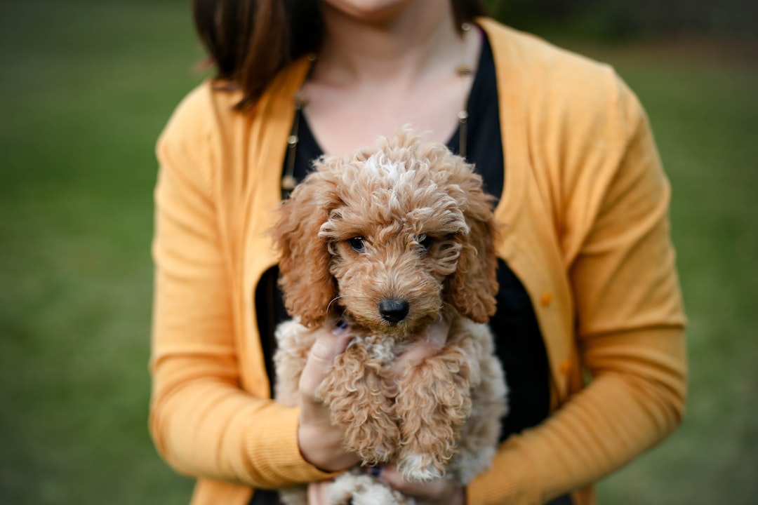 Photo Puppy training