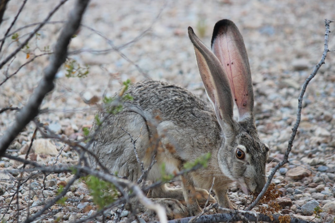 Maintaining Your Rabbit’s Health and Happiness