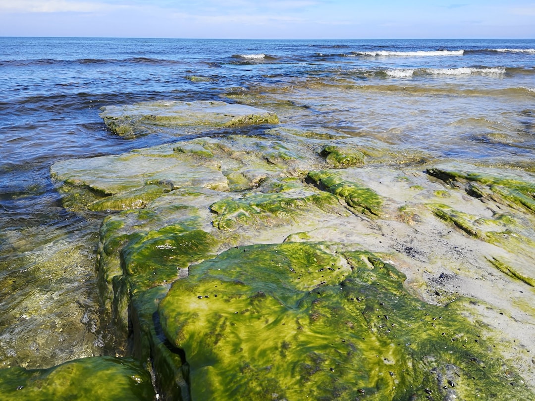 Photo Algae scraper