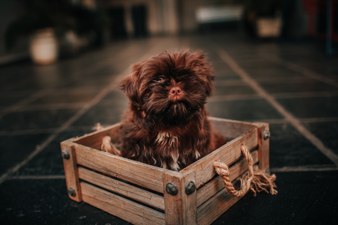 Photo Dog crate