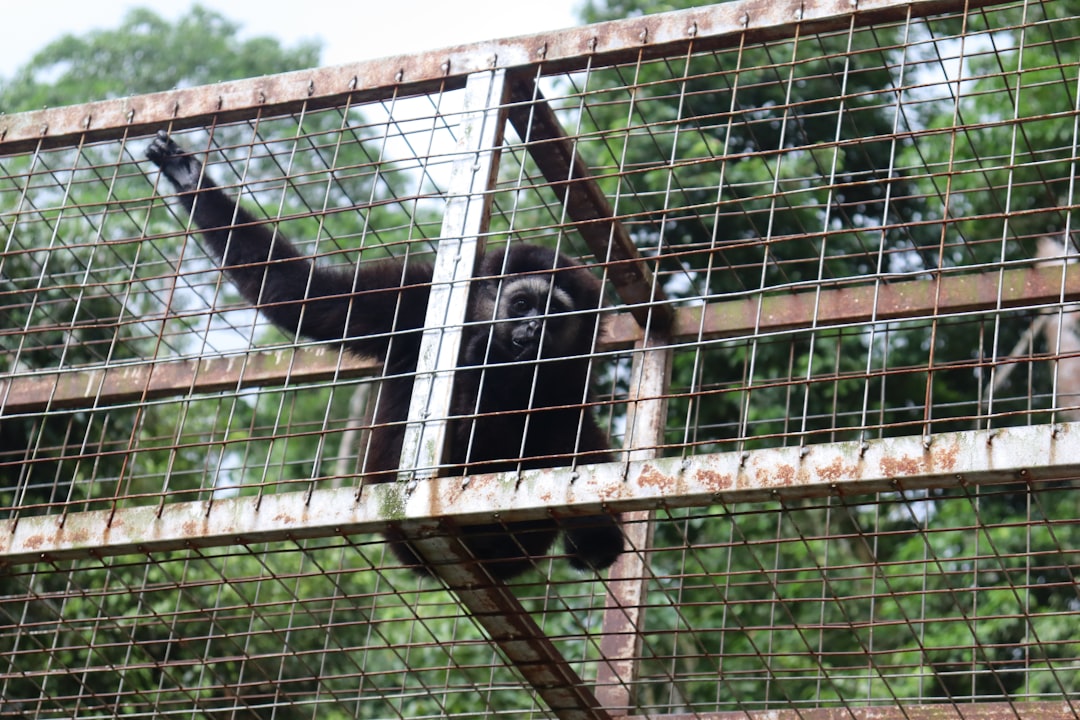 Photo Spacious cage